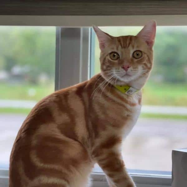 Orange cat sitting in the window at the Tuscarawas County Humane Society