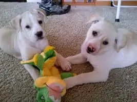 Two puppies sitting together with a toy