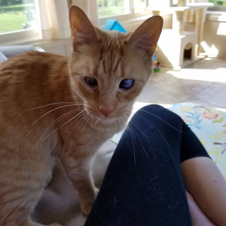 Orange tabby cat adopted from Tuscarawas County Humane Society