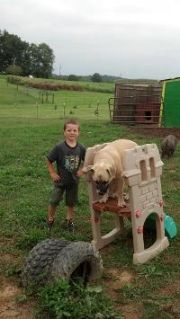 Boy with dog adopted from the Tuscarawas County Humane Society
