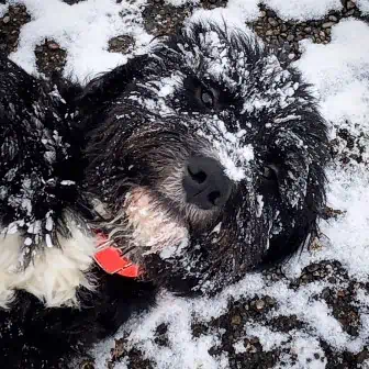 Finnegian black and white dog in snow