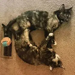 Two sister cats adopted from the Tuscarawas County Humane Society laying on the floor