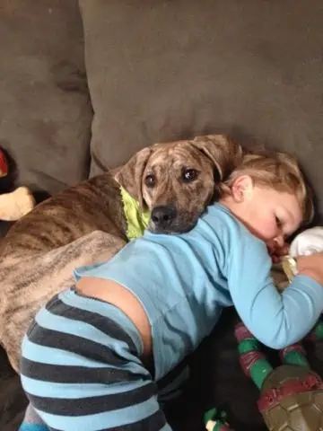 Dog snuggling with small boy