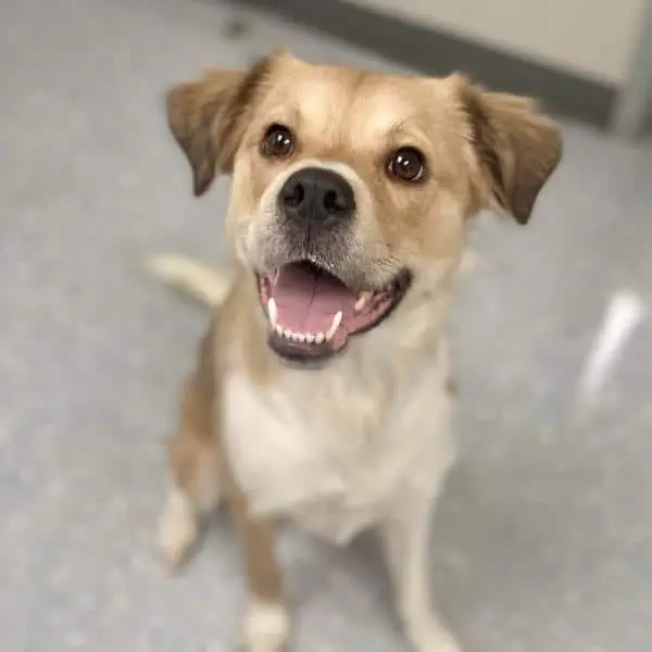 Smiling dog at the Tuscarawas County Humane Society