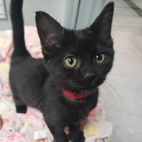 cute black kitten